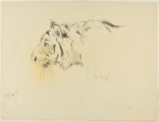 Profile of a Tiger - Original Charcoal Drawing by Willy Lorenz - 1940s 1940s-ZCI-758777