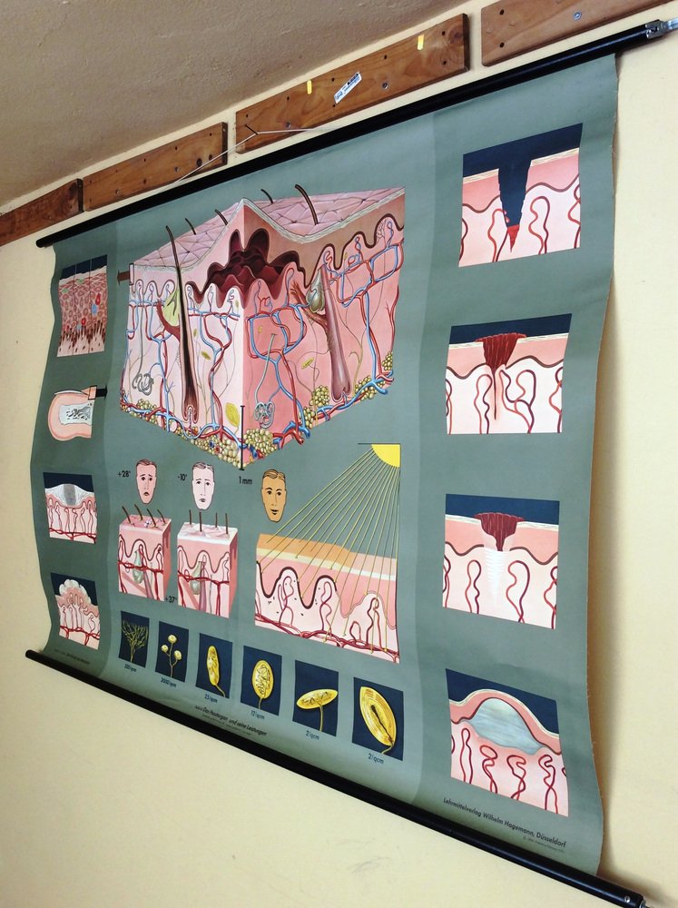 Pull-Down Anatomical Wall Chart by Hagemann, Düsseldorf, 1970s-MCB-1731837