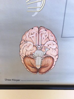 Pull-Down Anatomical Wall Chart by Hagemann, Düsseldorf, 1970s-MCB-1731837