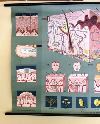 Pull-Down Anatomical Wall Chart by Hagemann, Düsseldorf, 1970s-MCB-1731831