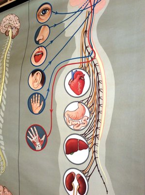 Pull-Down Anatomical Wall Chart by Hagemann, Düsseldorf, 1970s