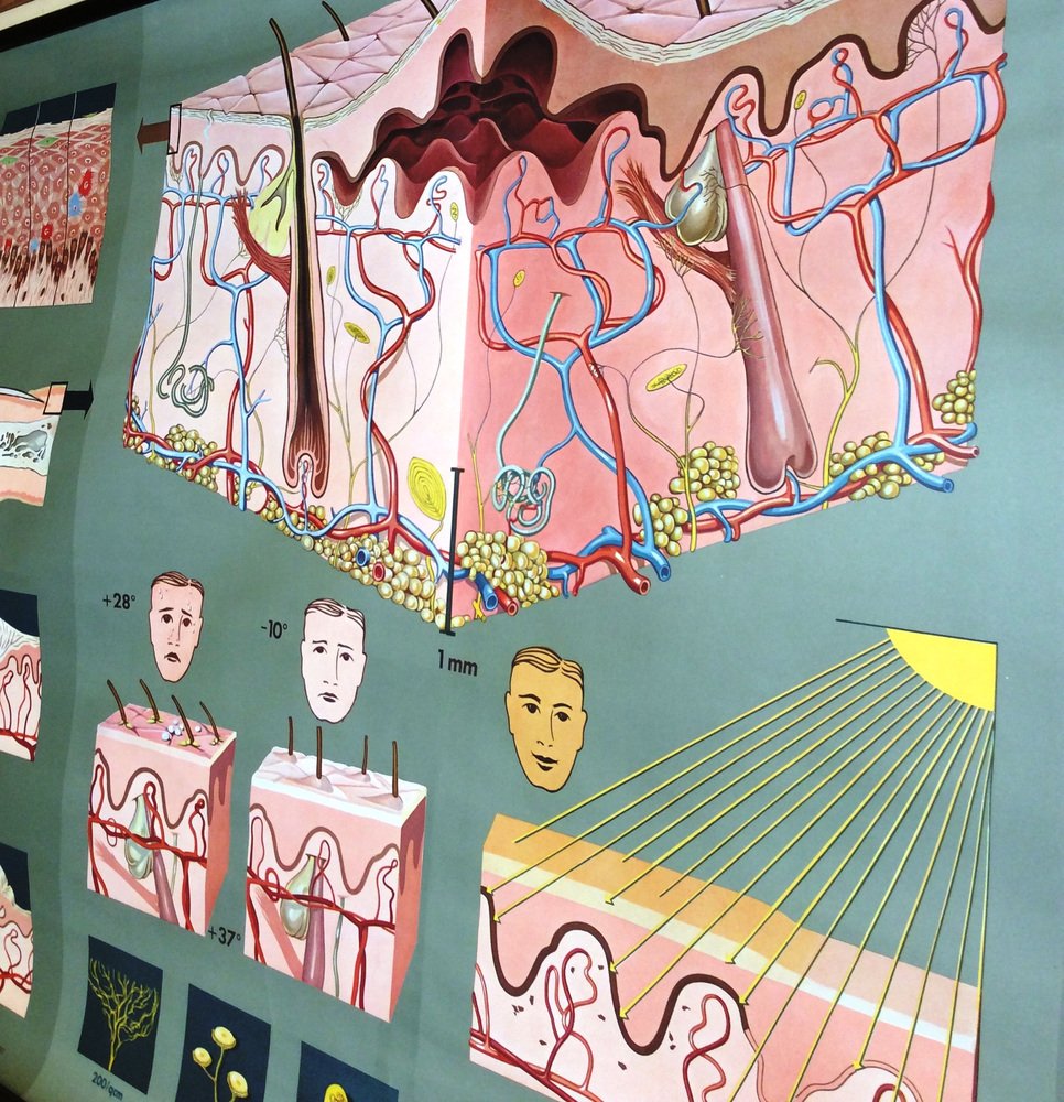 Pull-Down Anatomical Wall Chart by Hagemann, Düsseldorf, 1970s