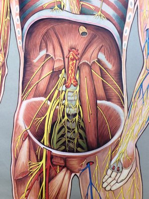 Pull-Down Anatomical Wall Chart by Hagemann, Düsseldorf, 1970s-MCB-1731837