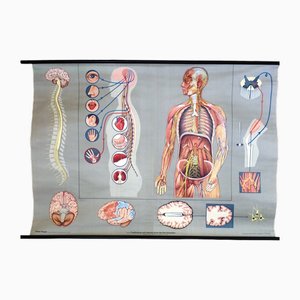 Pull-Down Anatomical Wall Chart by Hagemann, Düsseldorf, 1970s-MCB-1731837