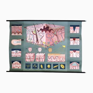 Pull-Down Anatomical Wall Chart by Hagemann, Düsseldorf, 1970s-MCB-1731831