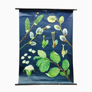 Pussy Willow Salix Caprea Wall Chart Picture Poster by Jung Koch Quentell-KJP-1149200