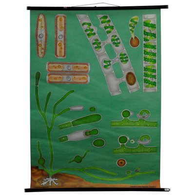 Quentell Freshwater Algae Plants Maritime Decoration by Pull-Down Wall Chart-KJP-1149394