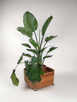 Rattan Flower Stand Plant Holder in the Style of Vivai Del Sud, Italy, 1960s-UIW-1359616