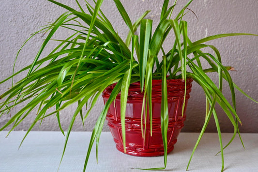 Red Ceramic Planter of Saint Clément by Blanche Letalle, France, 1940s