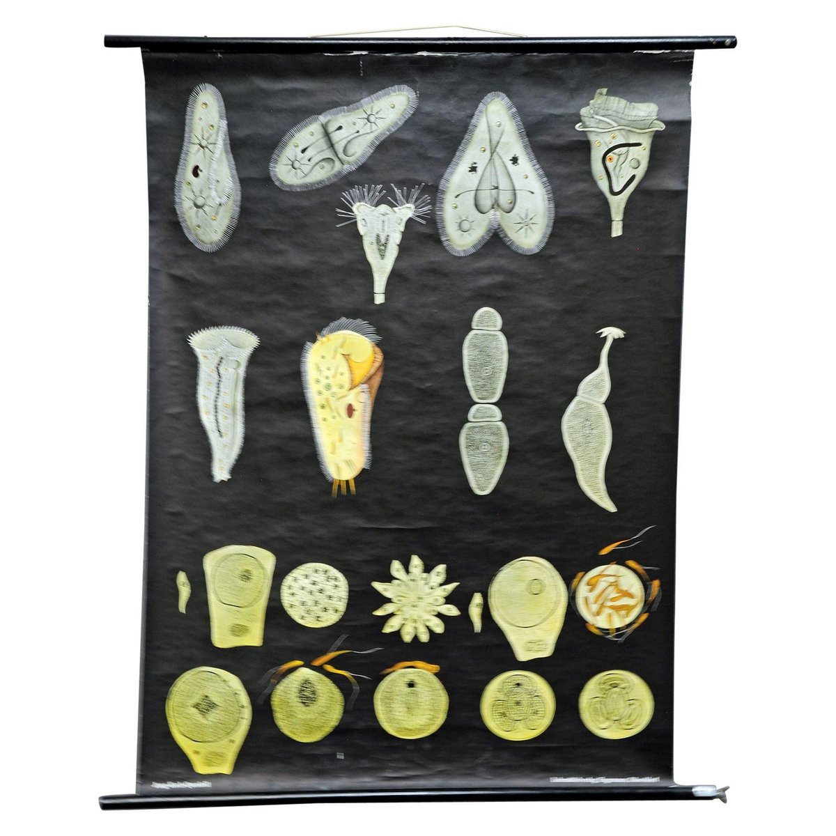 Retro Protozoa Pull-Down Wall Chart Animal Poster by Jung Koch Quentell