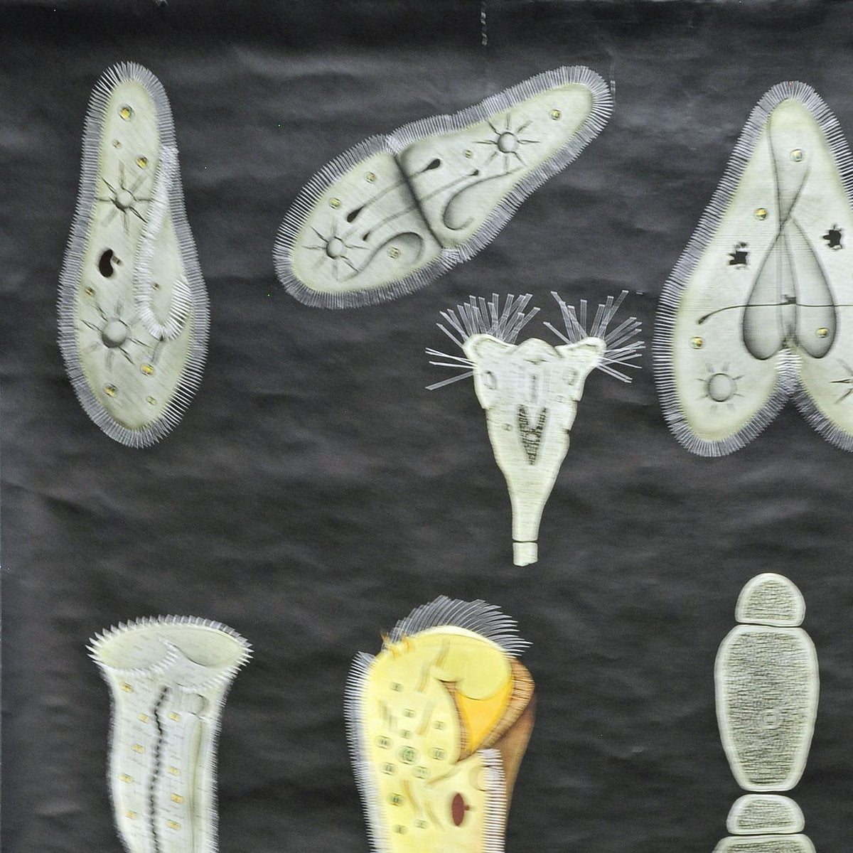 Retro Protozoa Pull-Down Wall Chart Animal Poster by Jung Koch Quentell