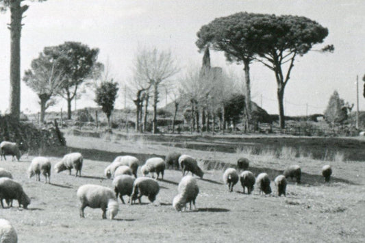 Rome Via Appia, 1954