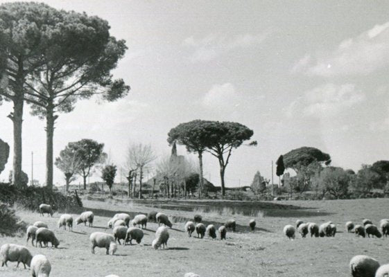 Rome Via Appia, 1954-DYV-701121