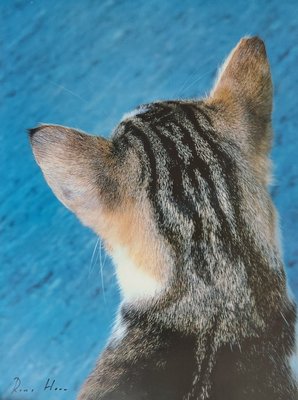 Roni Horn, Untitled (Kitty Cat), 2000s, Offset Print-KHH-1208601