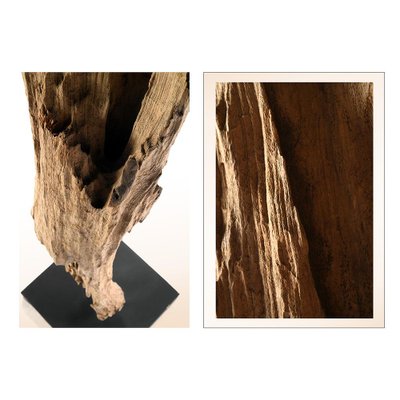 Rough Teak Root from Indonesia-NQ-624869