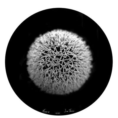 Sam Thomas, Flower 1, 2009, Archival Pigment Print-OBQ-1571661