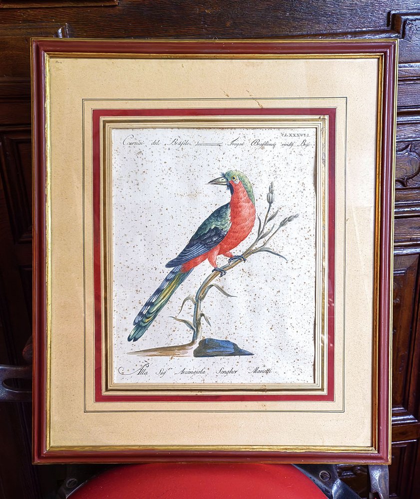 Saverio Manetti, Curucu brasiliano dal ventre rosso, 20th Century, Print, Framed