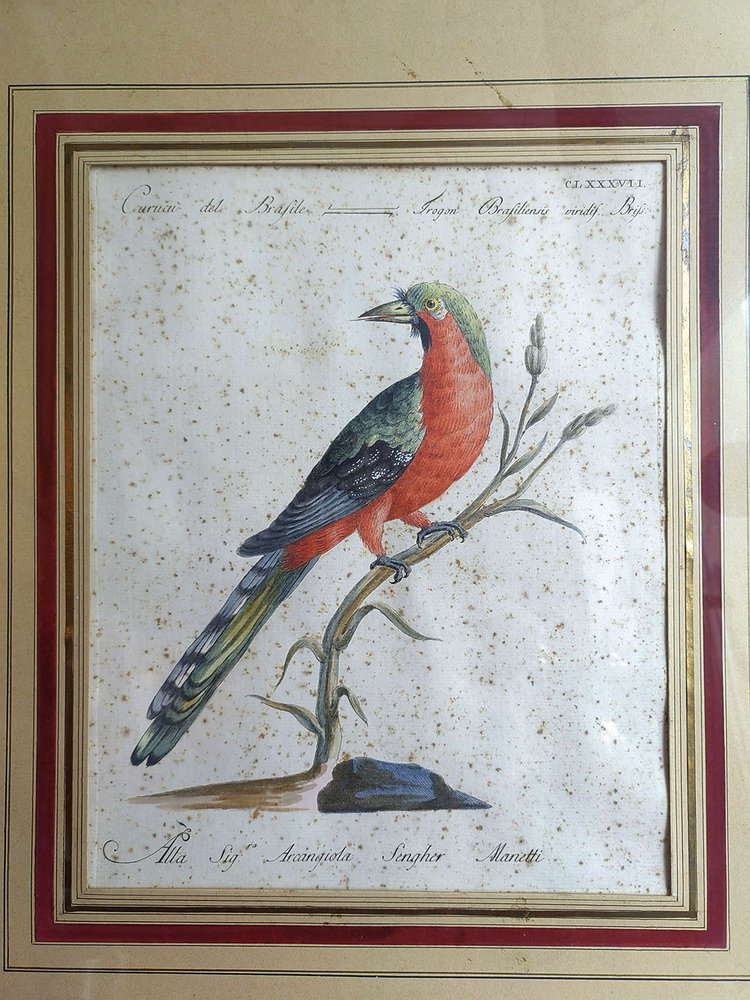 Saverio Manetti, Curucu brasiliano dal ventre rosso, 20th Century, Print, Framed