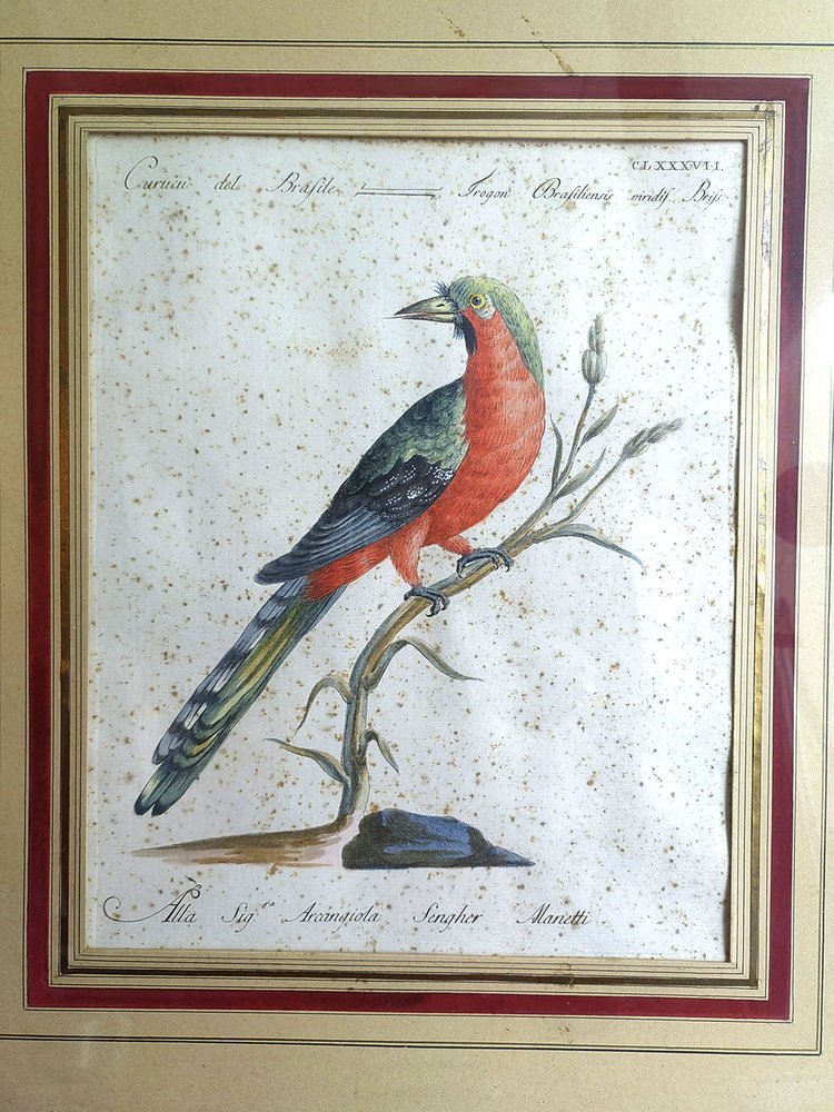 Saverio Manetti, Curucu brasiliano dal ventre rosso, 20th Century, Print, Framed