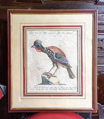 Saverio Manetti, Gallo Pavone del Brasile, 20th Century, Print, Framed-ZFY-1750334