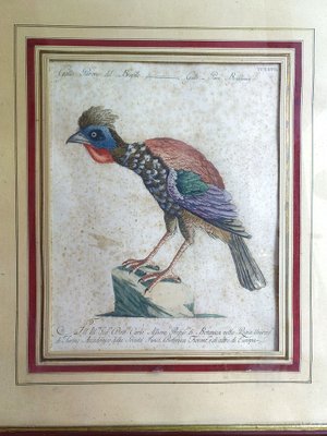 Saverio Manetti, Gallo Pavone del Brasile, 20th Century, Print, Framed-ZFY-1750334