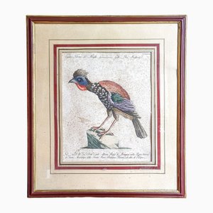 Saverio Manetti, Gallo Pavone del Brasile, 20th Century, Print, Framed-ZFY-1750334