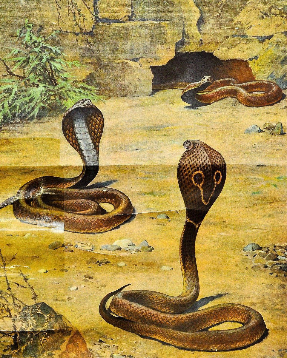 Scenery with Cobras Snake Poster Print Pull-Down Wall Chart