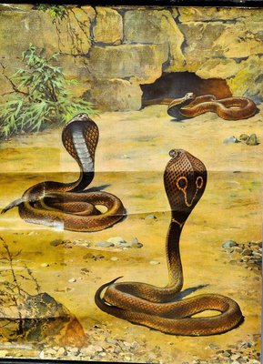 Scenery with Cobras Snake Poster Print Pull-Down Wall Chart-KJP-1149229