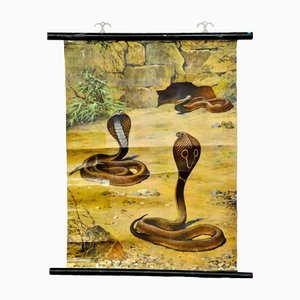 Scenery with Cobras Snake Poster Print Pull-Down Wall Chart-KJP-1149229