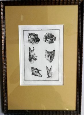 Schellenberg, Animal Images, 18th Century, Print, Framed-FSD-1371597