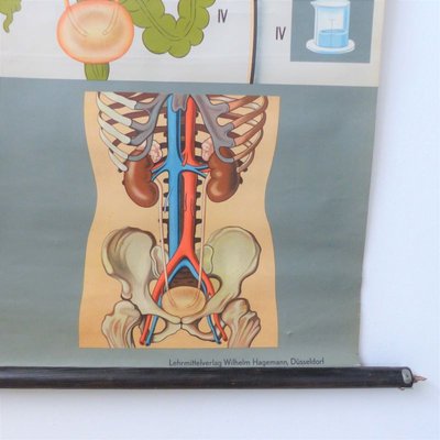 School Education Metabolism Poster from Hagemann Düsseldorf, 1950s-WK-706625