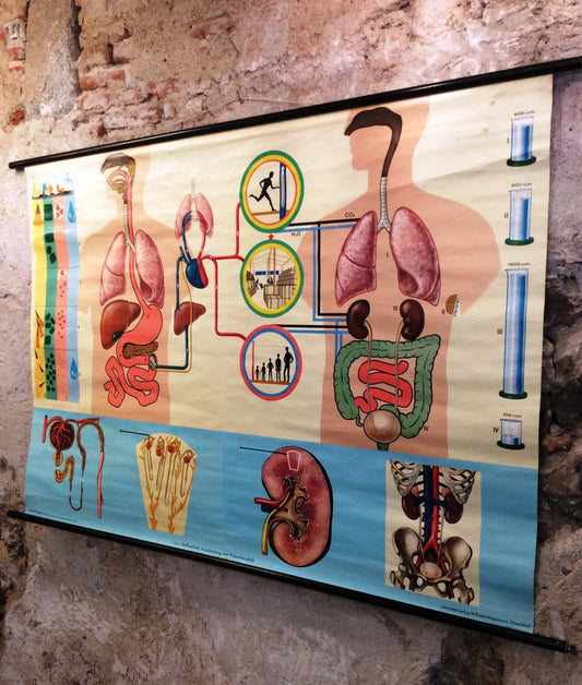 School Metabolism Poster from Hagemann Düsseldorf, 1950s