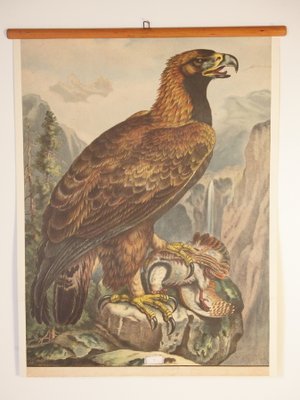 School Poster Depicting Eagle, 1900s-IND-1419496