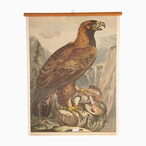 School Poster Depicting Eagle, 1900s-IND-1419496