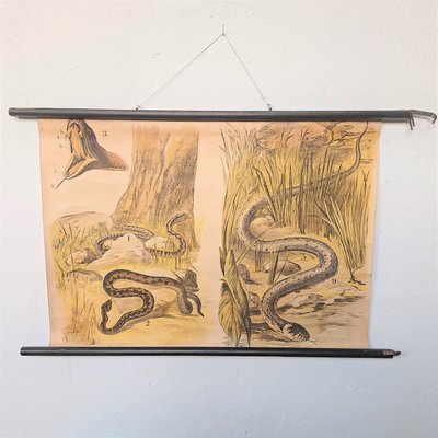 School Poster Snake, 1940s-WK-2017541