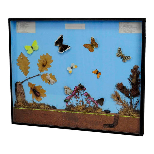 School Teaching Display of the Insects of the Forest Edge