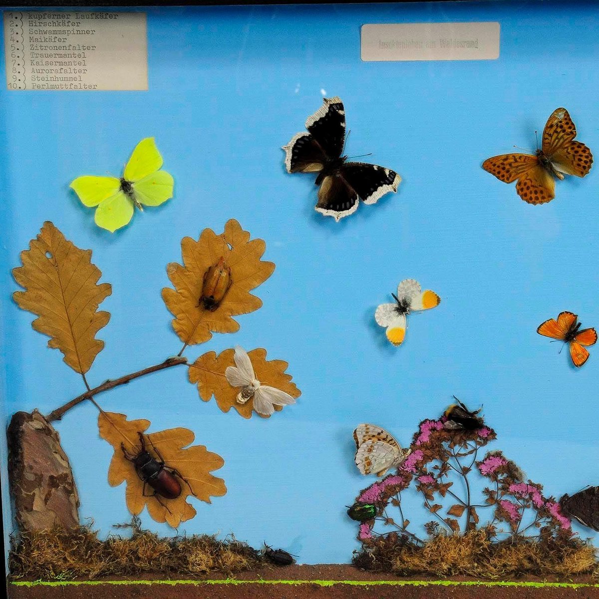 School Teaching Display of the Insects of the Forest Edge