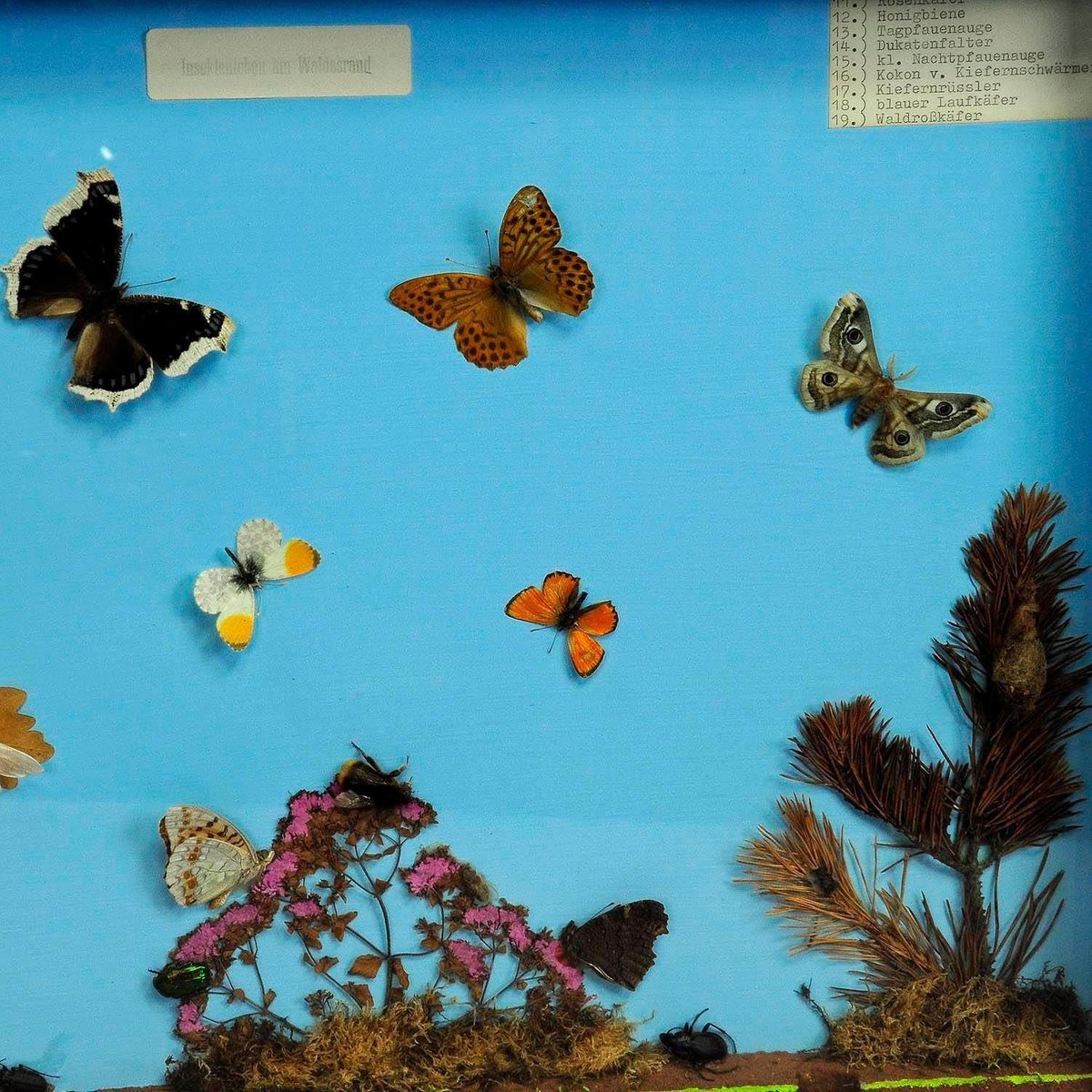 School Teaching Display of the Insects of the Forest Edge