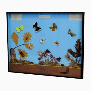 School Teaching Display of the Insects of the Forest Edge-KJP-1149135