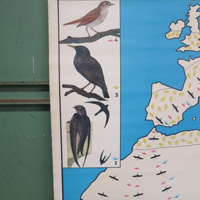 School Teaching Map of Birds from Verlag Jaeger Darmstadt, 1950s-WK-674054