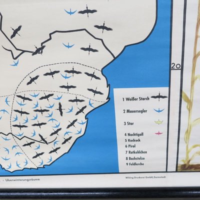 School Teaching Map of Birds from Verlag Jaeger Darmstadt, 1950s-WK-674054