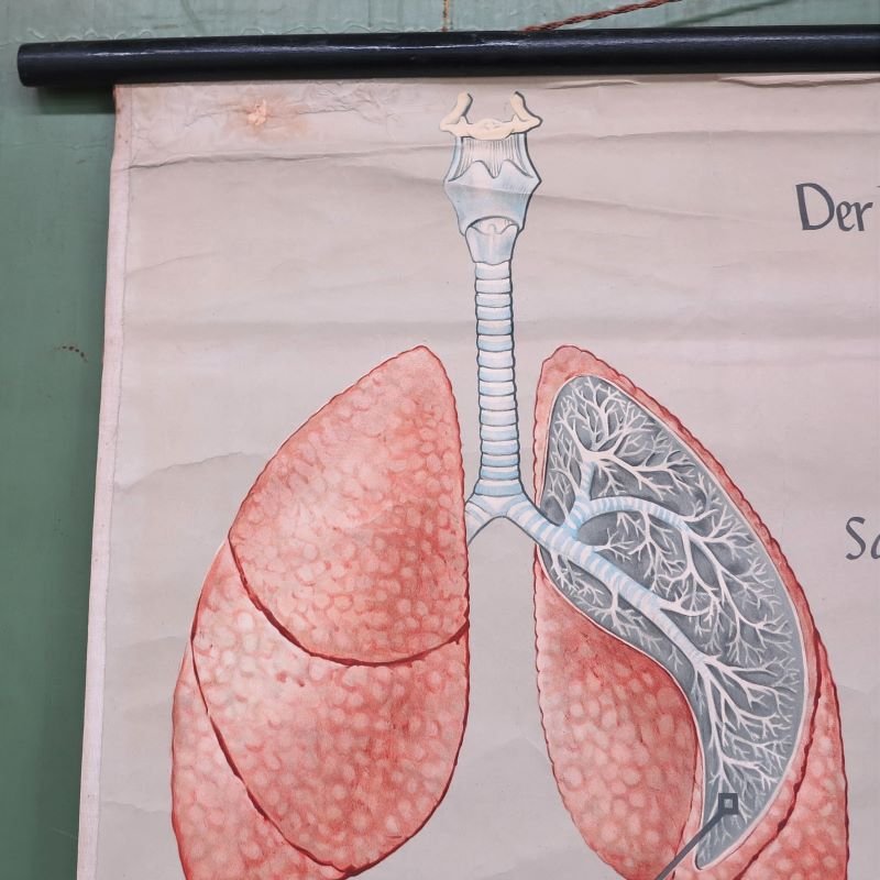 School Wall Map of the Human Body by Prof. Dr. med. W. Blotevogel for Hagemann Düsseldorf, 1950s