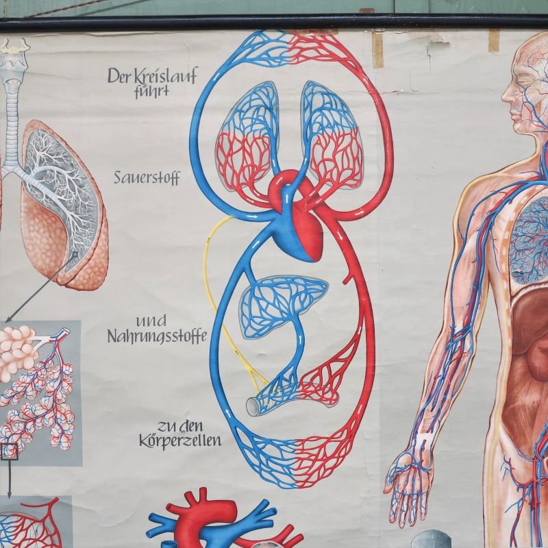 School Wall Map of the Human Body by Prof. Dr. med. W. Blotevogel for Hagemann Düsseldorf, 1950s