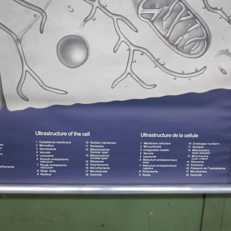 School Wall Map on Human Cells from Klett Verlag Stuttgart, 1976