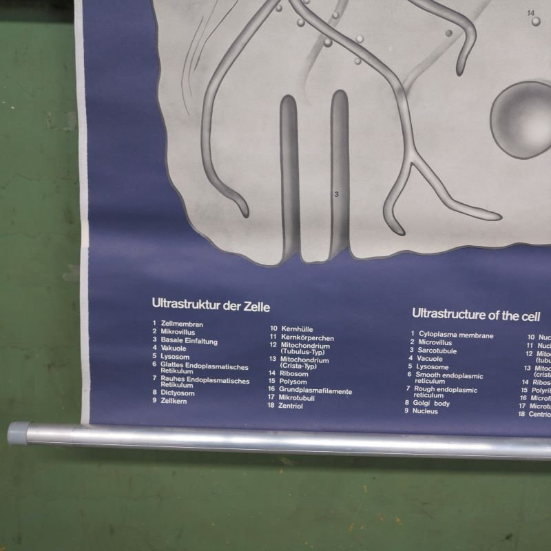 School Wall Map on Human Cells from Klett Verlag Stuttgart, 1976