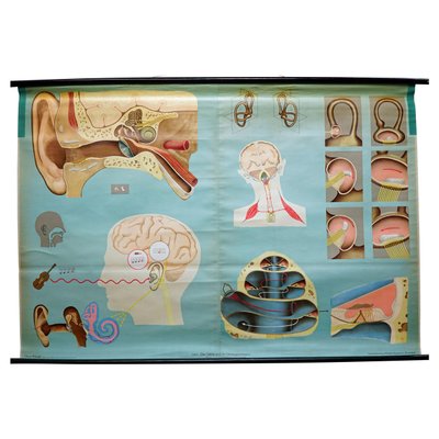 Sense of Hearing and Balance Equilibrum Wall Chart Medical Poster-KJP-1169117