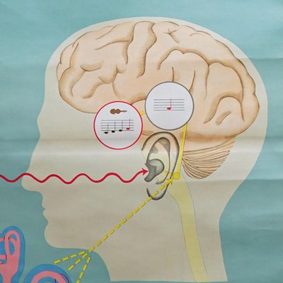 Sense of Hearing and Balance Equilibrum Wall Chart Medical Poster-KJP-1169117