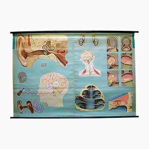 Sense of Hearing and Balance Equilibrum Wall Chart Medical Poster-KJP-1169117