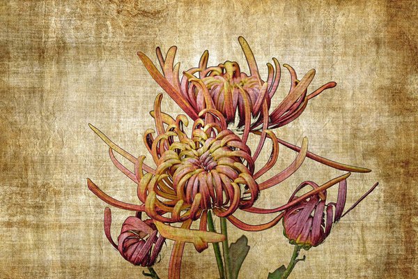 Sumit Mehndiratta, Vintage Chrysanthemum, 2022, Archival Ink Print on Canvas-CHG-1333029