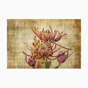 Sumit Mehndiratta, Vintage Chrysanthemum, 2022, Archival Ink Print on Canvas-CHG-1333029